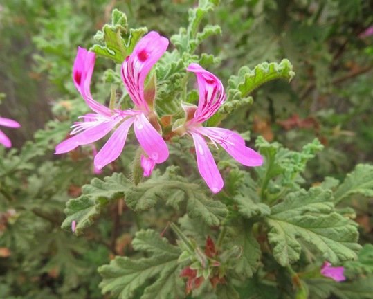 Pelargonium quercifolium leaf margins